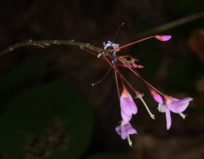 Desmodium nudiflorum (naked tick-trefoil, nakedflower ticktrefoil)