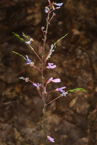 Desmodium nudiflorum (naked tick-trefoil, nakedflower ticktrefoil)