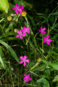 Dianthus deltoides (maiden pink)