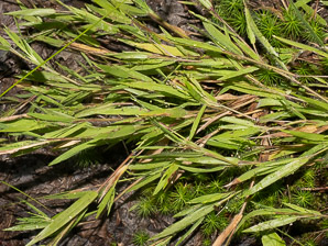 Dichanthelium acuminatum (woolly panicum, tapered rosette grass)