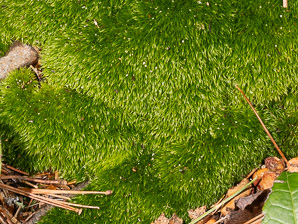 Dicranum scoparium (windswept moss, broom forkmoss, dicranum moss)