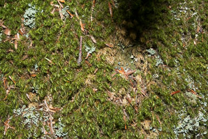Dicranum scoparium (windswept moss, broom forkmoss, dicranum moss)