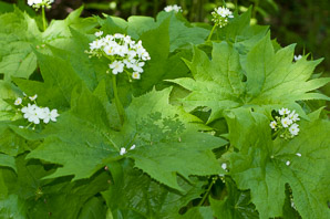 Diphylleia cymosa (umbrella leaf, American umbrella-leaf, American umbrellaleaf)