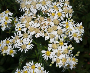 Doellingeria umbellata (flat-topped white aster, umbellate aster, parasol whitetop, tall flat-topped white aster)