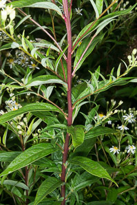 Doellingeria umbellata (flat-topped white aster, umbellate aster, parasol whitetop, tall flat-topped white aster)