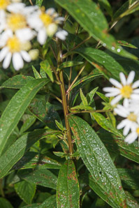Doellingeria umbellata (flat-topped white aster, umbellate aster, parasol whitetop, tall flat-topped white aster)