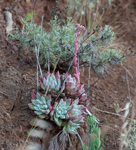 Echeveria DC. (echeveria)