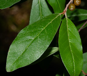 Elaeagnus umbellata (autumn olive, Japanese silverberry)