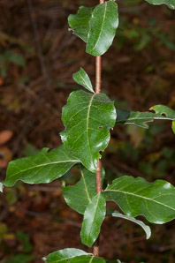 Elaeagnus umbellata (autumn olive, Japanese silverberry)
