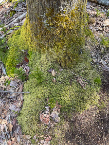 Entodon seductrix (seductive entodon moss, round-stem silk moss)