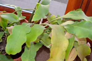 Epiphyllum oxypetalum (Dutchman’s pipe cactus, princess of the night, queen of the night)