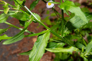 Erigeron annuus (daisy fleabane, rough fleabane, eastern daisy fleabane)