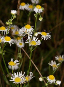 Erigeron annuus (daisy fleabane, rough fleabane, eastern daisy fleabane)