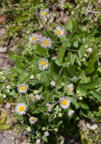 Erigeron philadelphicus (common fleabane, Philadelphia fleabane)