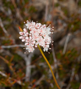 Eriogonum fasciculatum (California buckwheat, Eastern mojave buckwheat)