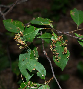 Eriophyes cerasicrumena (black cherry leaf gall mite)