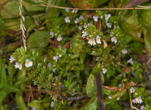 Euphrasia nemorosa (common eyebright)