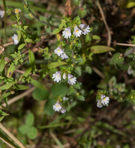 Euphrasia nemorosa (common eyebright)