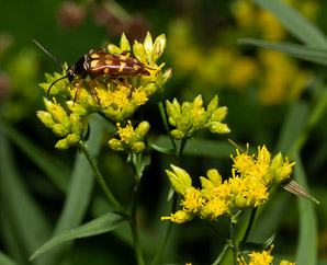 Euthamia caroliniana (slender goldentop, slender fragrant goldenrod, coastal plain flat-topped goldenrod)
