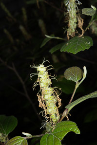 Fothergilla major (fothergilla, Mt. Airy fothergilla)