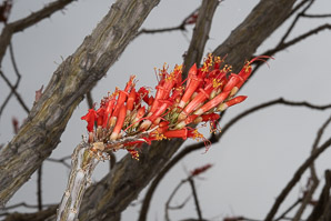 Fouquieria splendens (ocotillo, coachwhip, Jacob’s staff, vine cactus)
