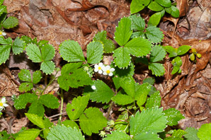 Fragaria vesca (alpine strawberry, white strawberry, woodland strawberry)