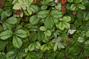 Fragaria virginiana (common strawberry, Virginia strawberry, wild strawberry, strawberry)