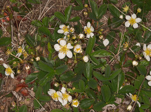 Fragaria virginiana (common strawberry, Virginia strawberry, wild strawberry, strawberry)
