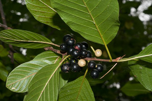 Frangula alnus (European buckthorn, alder buckthorn, glossy buckthorn)
