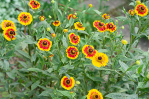 Gaillardia Foug. (blanketflower)