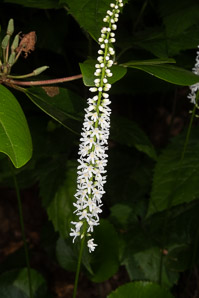 Galax urceolata (wandflower, beetleweed)
