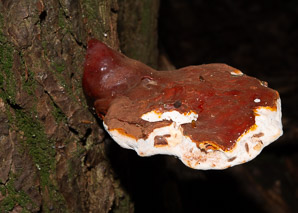 Ganoderma tsugae (reishi, Ling-Chi)