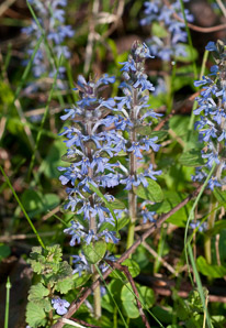 Glechoma hederacea (ground-ivy, gill-over-the-ground, creeping charlie, alehoof, tunhoof, catsfoot, field balm, run-away-robin, ground ivy)