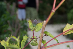 Gossypium hirsutum (cotton, upland cotton)