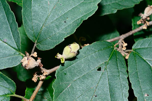 Hamamelis virginiana (witch-hazel, American witchhazel, winterbloom, witch hazel)