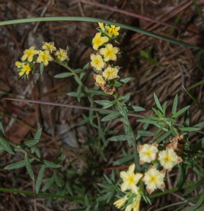 Heliotropium polyphyllum (pineland heliotrope)
