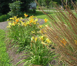 Hemerocallis L. (daylily)