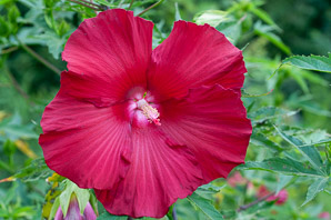 Hibiscus ‘Lord (hibiscus)
