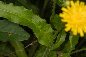 Hieracium caespitosum (field hawkweed, yellow hawkweed, meadow hawkweed, king devil, yellow paintbrush, devil’s paintbrush, yellow devil, yellow fox-and-cubs, yellow king-devil)