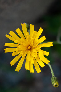 Hieracium caespitosum (field hawkweed, yellow hawkweed, meadow hawkweed, king devil, yellow paintbrush, devil’s paintbrush, yellow devil, yellow fox-and-cubs, yellow king-devil)