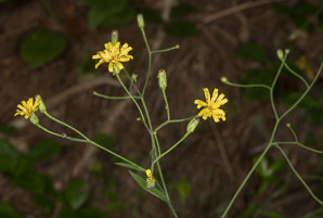 Hieracium paniculatum (panicled hawkweed, Allegheny hawkweed)