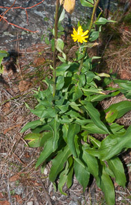 Hieracium sabaudum (New England hawkweed, Savoy hawkweed)