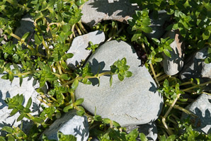 Honckenya peploides (seabeach sandwort, seaside sandplant)
