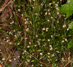 Houstonia caerulea (bluets, quaker ladies, azure bluet, bluet)