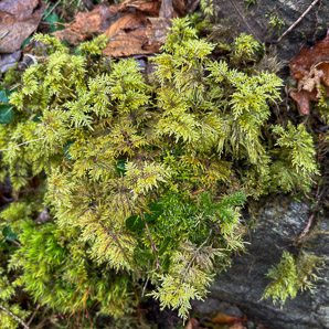 Hylocomium splendens (splendid feather moss, glittering woodmoss, stairstep moss, mountain fern moss)