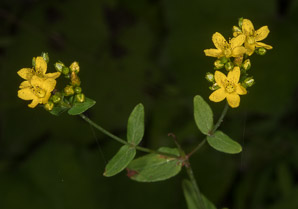Hypericum punctatum (spotted St. John’s-wort, spotted St. Johnswort)