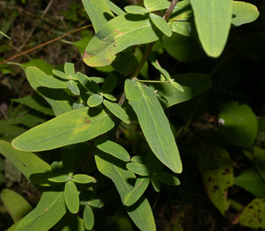 Hypericum punctatum (spotted St. John’s-wort, spotted St. Johnswort)