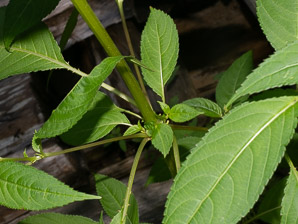 Impatiens glandulifera (Himalayan balsam, kiss-me-on-the-mountain, ornamental jewelweed)