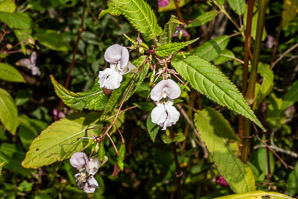Impatiens glandulifera (Himalayan balsam, kiss-me-on-the-mountain, ornamental jewelweed)