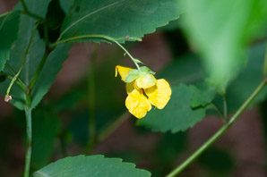 Impatiens pallida (yellow jewelweed, pale touch-me-not)